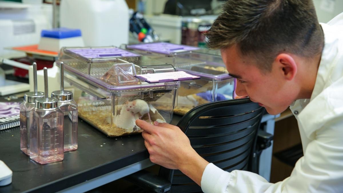 学生在实验室检查老鼠